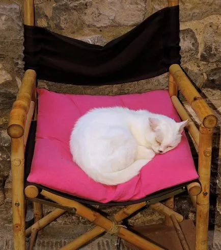 Спящата котка, спи котка - 35 фото-къща в село