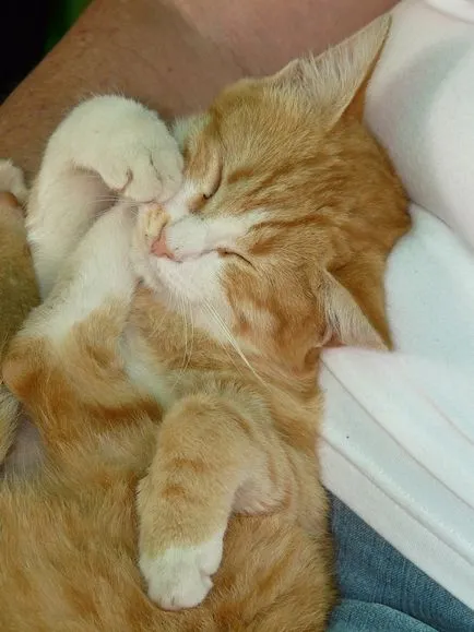 Спящата котка, спи котка - 35 фото-къща в село