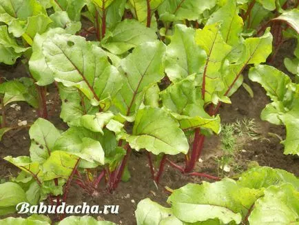 Цвекло за хранене и поене, давайки