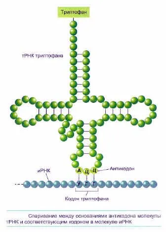 Тъмната фаза на фотосинтезата, студент гуру