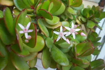 Crassula (пари дърво) лечебни свойства и противопоказания (Crassula) Crassula (пари дърво) лечебни свойства и противопоказания