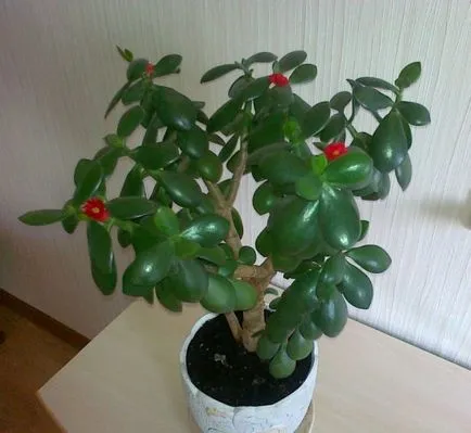 Crassula (пари дърво) лечебни свойства и противопоказания (пари дърво полезните му свойства) Crassula (пари дърво) лечебни свойства и противопоказания