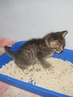 В коте диария с кръв