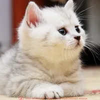 Премахване на зъби при котките