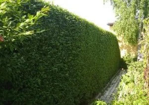 Полагане трева с ръцете си, стъпка по стъпка