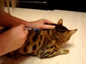 Тъпак котка мускулно как да направя така, стъпка по стъпка ръководство