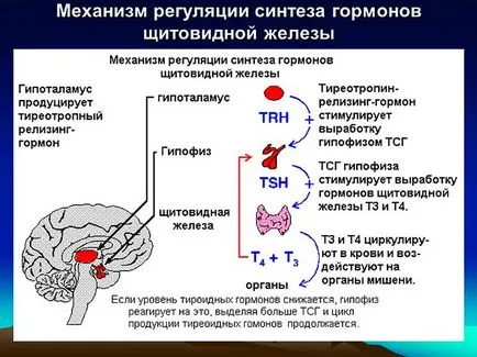 TTG се понижава - какво означава това (намалена) TTG се понижава - какво означава това