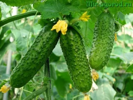 Торове за краставици на открито място
