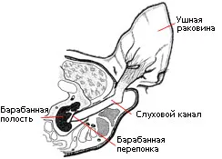 Кучето е с болки в ухото надраскване ухото му и поклати глава, течаща, подути какво да правя, отколкото да се лекува, zoosecrets