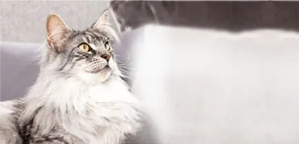 Ухото акари котки, лекувани в домашни условия, Purina един