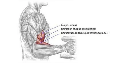 Упражнение чук върху бицепса и brachialis