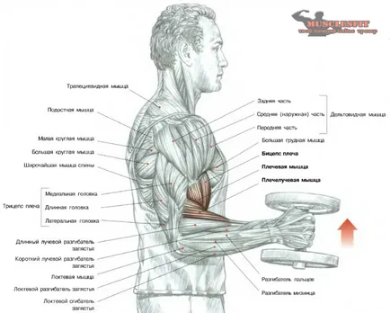 Упражнение за бицепс с чук, musclesfit (упражнение за бицепс чук) Упражнение за бицепс с чук, musclesfit