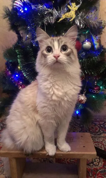 Дали е важно да има домашна котка или котка (това е важно) Дали е важно да има домашна котка или котка