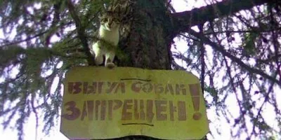 ходене на кучето в района, че законът казва, че за това, което на наказанията за разходка, където