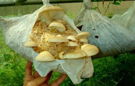 Oyster отглеждане на гъби в чували, технология, снимка, изберете целева