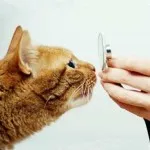 Загубата на коса при котките причинява и лечение, снимка, туфи на корема и краката, гърба и опашката, шията,