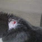 Загубата на коса при котките причинява и лечение, снимка, туфи на корема и краката, гърба и опашката, шията,