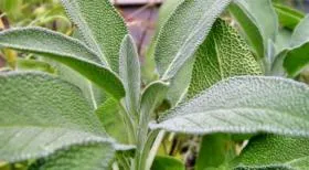 Какви храни съдържат витамин А - таблица (списък)
