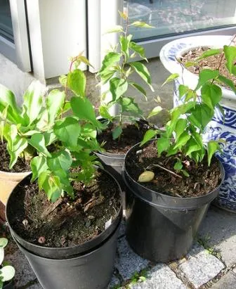 Grow кайсиеви костилки от дома (костите) Порасна кайсия ями от дома