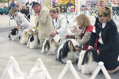 Dog Show обучение за начинаещи (изложба) Dog Show инструкция за начинаещи