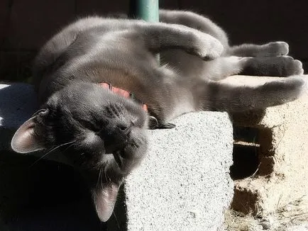 Витамини за котки
