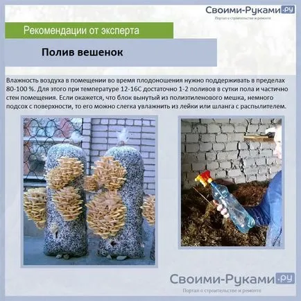 Отглеждане стриди гъби у дома технология - за подробности! (Oyster дома) Отглеждане стриди гъби у дома технология - за подробности!