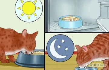 Как да говорим с котки