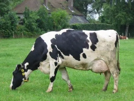 Рисуване за деца крава