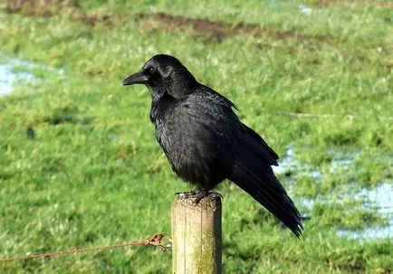 Raven черна врана (Corvus corone), поле атрибути площ биотоп пропее местообитание