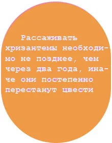 поддръжка Хризантеми, умножение