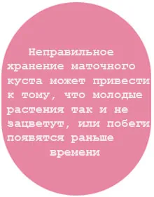 поддръжка Хризантеми, умножение
