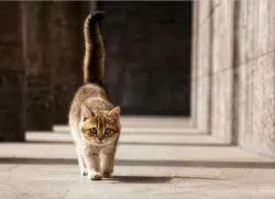 Защо опашката на котката