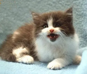 Език котка