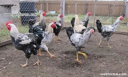 Yurlov crower порода пилешко месо певци профил