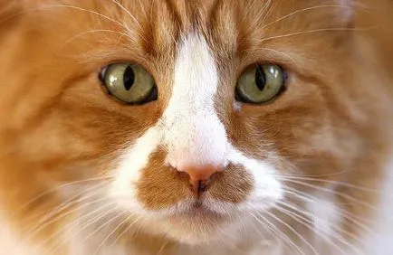 Език котка