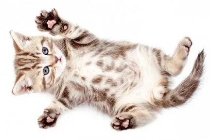 Език котка