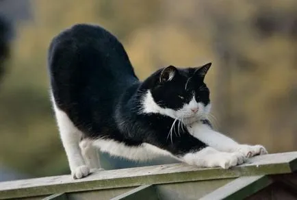 Език котка