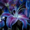 Стойността на лилия име (пълно име Lilas), която е на името на лилия (Lilium) Стойността на лилия име (пълно име Lilas), която е на името на лилия