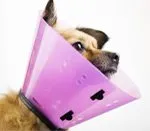 Защитна яка за кучета