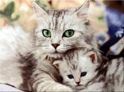Зоонози, които са общи за котки и хора