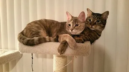 20 Naimileyshih картини, които изобразяват любителите котки