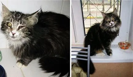 2 изкупил котки и тяхната история преди и след