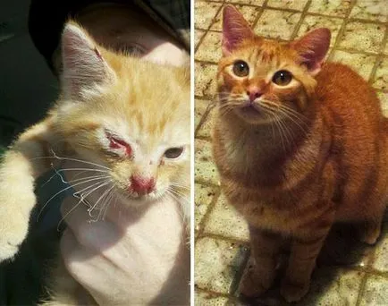 2 изкупил котки и тяхната история преди и след