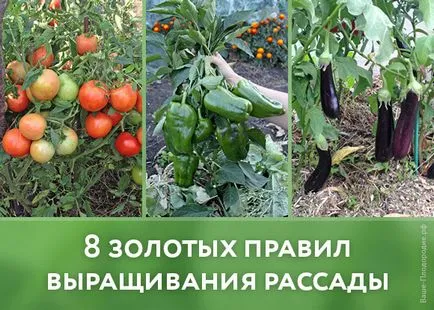 8 златни правила разсад (правила) 8 златни правила за отглеждане на разсад