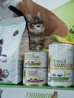Антибиотици за Котки