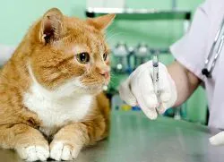 Антибиотици за Котки