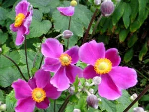 Anemone засаждане и разпространение грижи и производство на семена