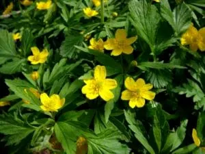 Anemone засаждане и разпространение грижи и производство на семена