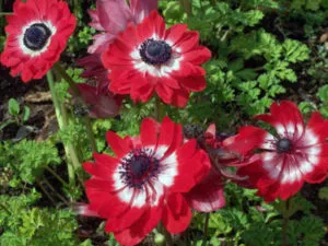 Anemone засаждане и разпространение грижи и производство на семена