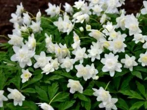 Anemone засаждане и разпространение грижи и производство на семена